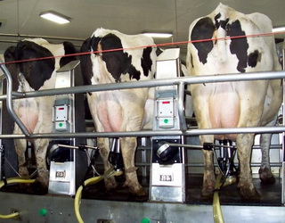 На обсяг молозива в корів негативно впливає безперервне доїння до розтелення